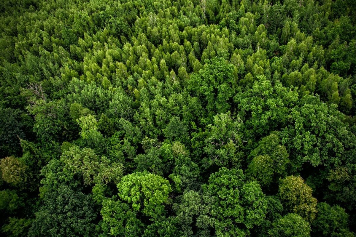 Top view from the drone to the forest.