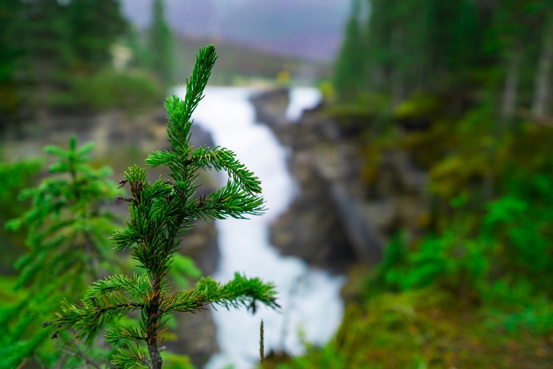 Close Up Pine Spruce Tree With Waterfall In Rich Lush Rainforest In Pacific Northwest, Alberta, Canada